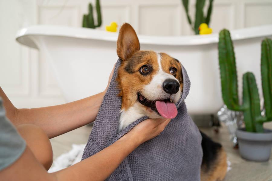 Saiba como montar um kit de higiene completo para pets! Veja quais são os itens essenciais, como utilizá-los e garanta saúde e bem-estar ao seu cão ou gato.