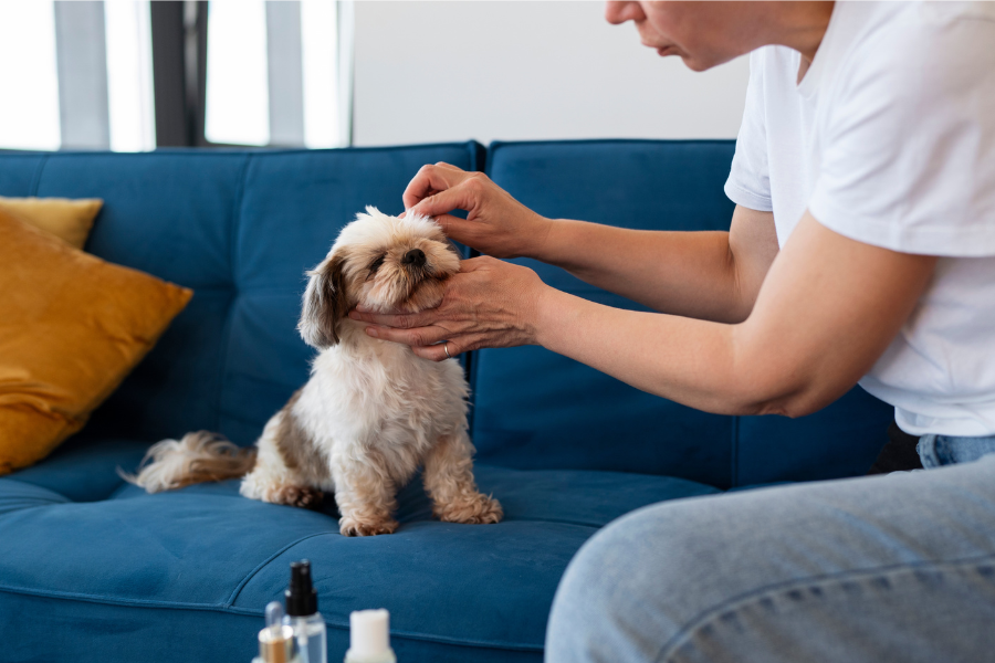 Descubra os principais cuidados com cães peludos: escovação, banho, tosa e alimentação. Garanta a saúde e beleza do seu pet com este guia completo!