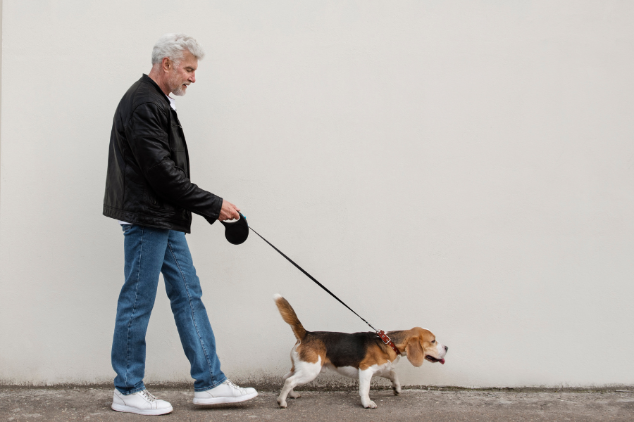 como ensinar o cachorro a andar na guia