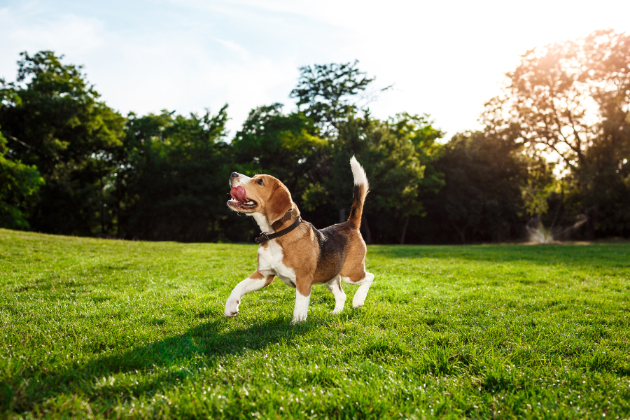 Conheça tudo sobre a raça Beagle: comportamento, cuidados, alimentação, saúde e curiosidades. Veja se esse cão é ideal para sua família!
