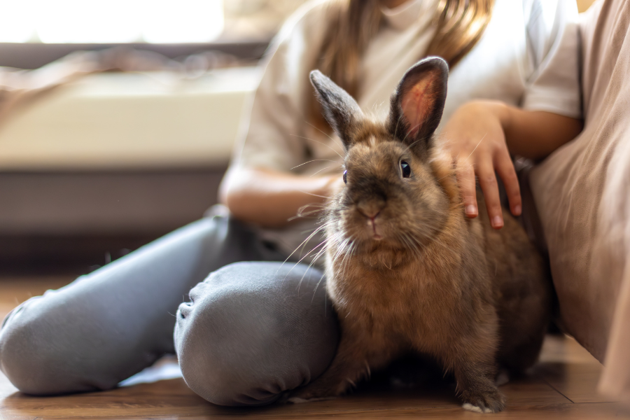 Pensando em ter um coelho como pet? Descubra como cuidar, alimentar, educar e conviver com coelhos de estimação. Veja se esse animal é ideal para sua família!