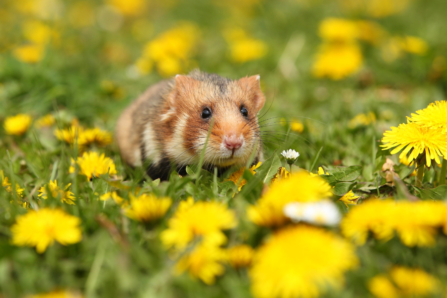 Pensando em ter um hamster como pet? Descubra como cuidar, alimentar, montar a gaiola ideal e garantir saúde e bem-estar ao seu roedor!