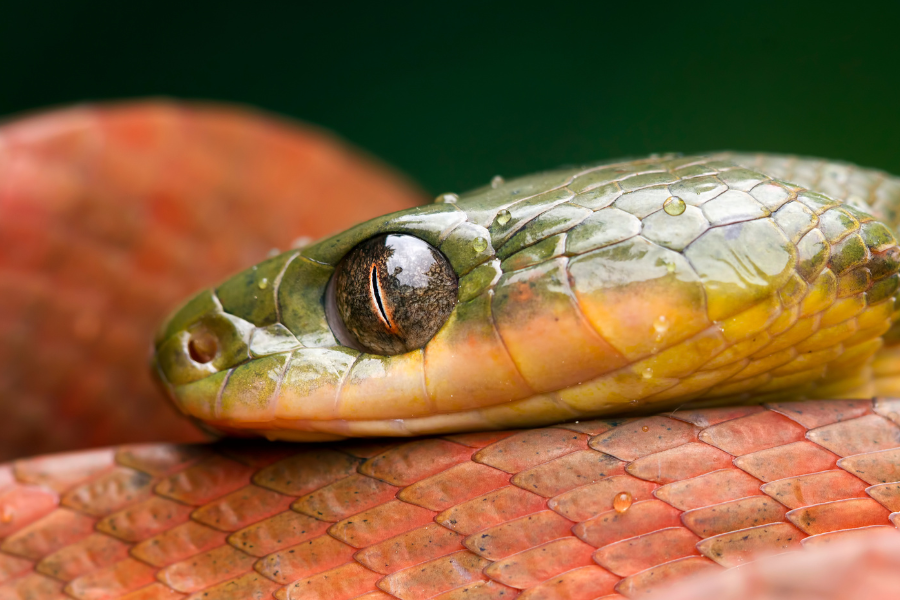 Pensando em ter uma cobra como pet? Descubra os tipos mais indicados, como cuidar, alimentar e montar o terrário ideal. Veja se esse animal exótico é para você!