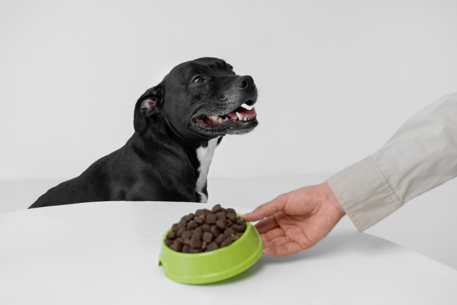Descubra qual o melhor horário para alimentar seu cachorro, quantas vezes por dia ele deve comer e como criar uma rotina ideal para garantir saúde e bem-estar ao seu pet.