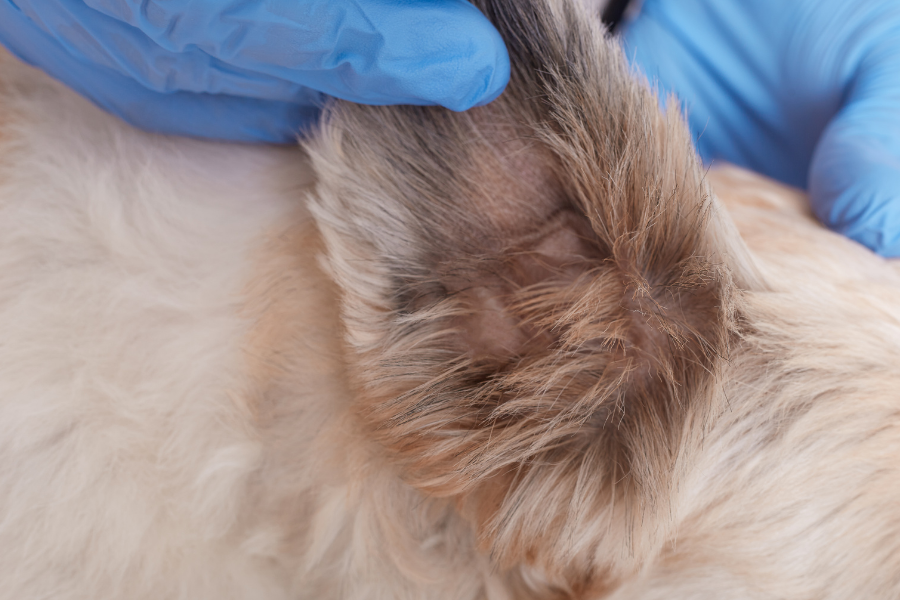 Descubra os principais problemas de pele em cachorros, como identificar, tratar e prevenir coceiras, feridas e dermatites que afetam seu pet.